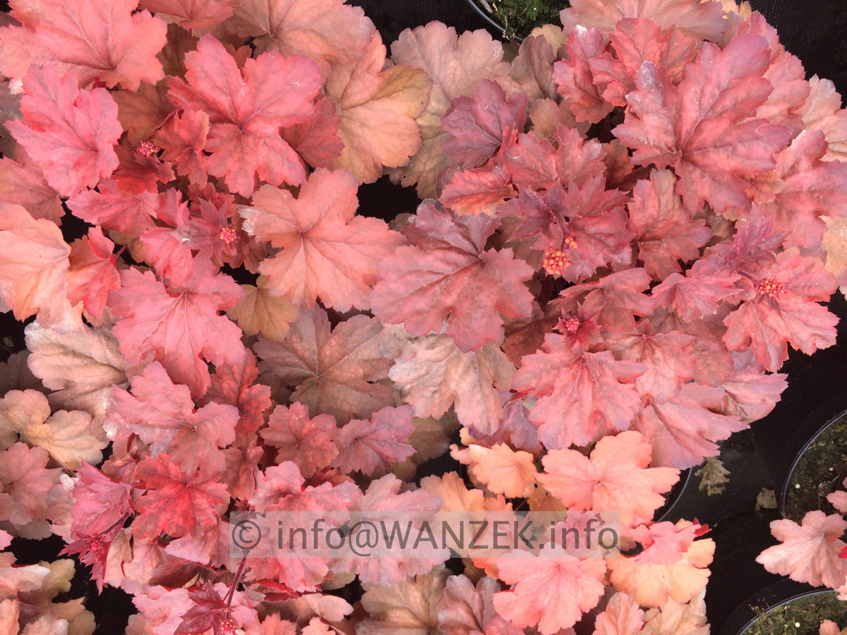 Heuchera Hybride Cherry Cola 02.JPG